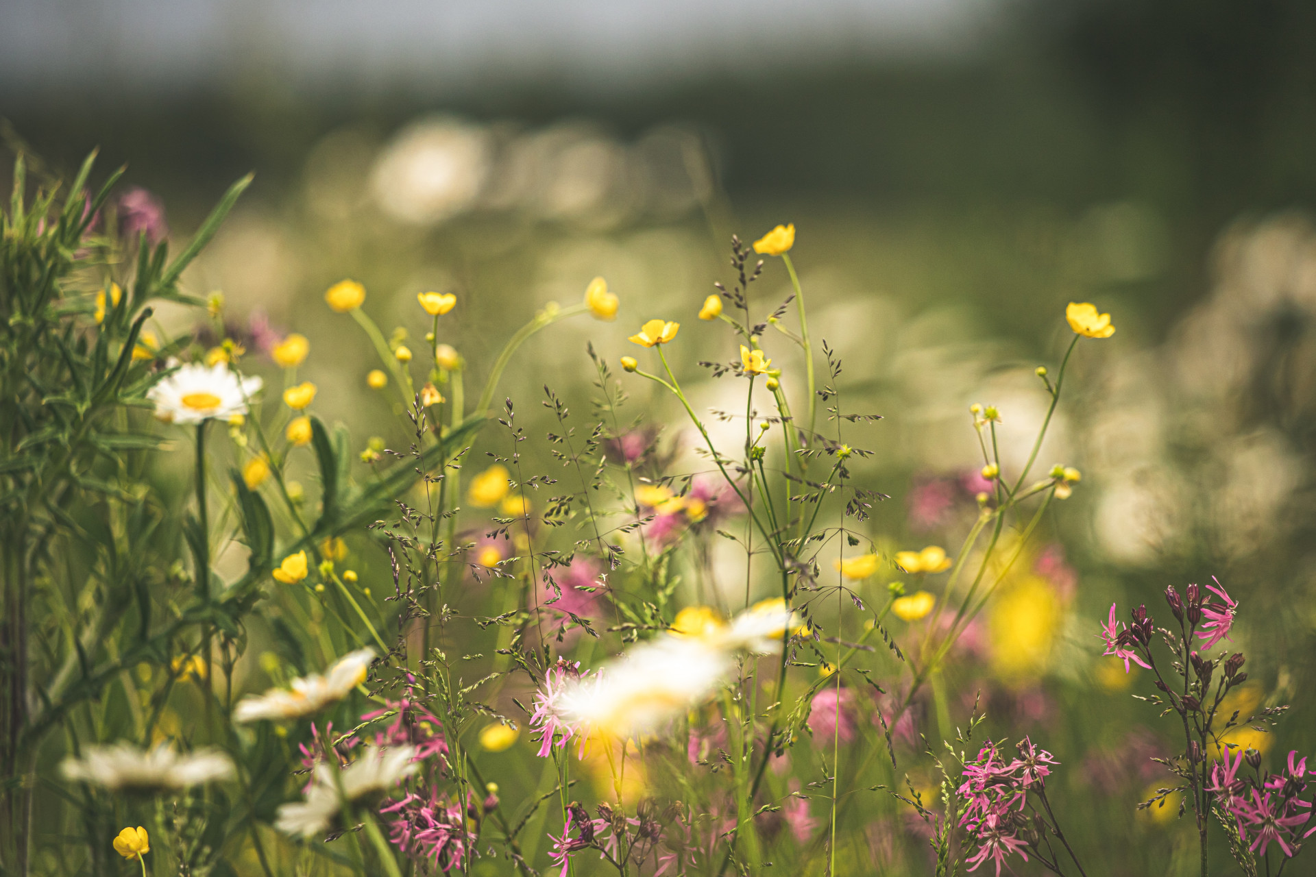 Champ de fleurs de printemps